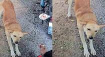 street dog help to accident man