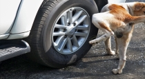 why all dogs urinate in tires and lamppost 