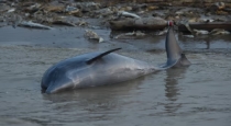 Brazil Amazon River Lake 100 Dolphin Died 