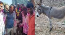 New groom ride with donkey