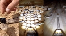 shield-nosed-cobra-camera-video-viral