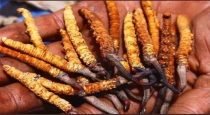 Himalayan-caterpillar-fungus-yarsagumba