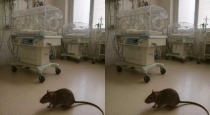 indore-nicu-rat-attack