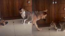 Dog-cat-food-fight-funny-viral-video