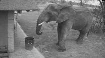 elephant-put-garbage-in-dustbin