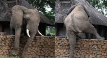 Elephant jumping wall for steeling mango