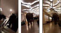Elephant entered in to srilanka hotel video goes viral