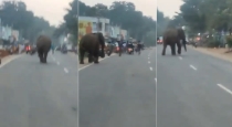 Coimbatore Elephant Walked Road Trending video 