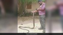 In Odisha Village People Find Huge King Cobra Inside Well