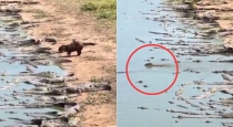 capybara-crocodile-viral-video