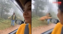 tiger-attack-couple-forest-viral-video