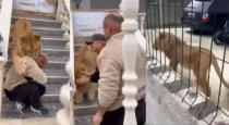 Lion-attack-viral-video-warning