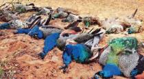 farmer-killed-peacocks-by-poisoning