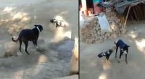 Rooster and dog fight viral video