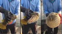 mysteries-fish-gone-bigger-while-scratching-head