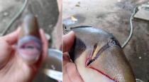 Fish have lips and teeth like human photo goes viral