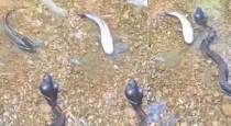 funny-fish-snake-video-viral