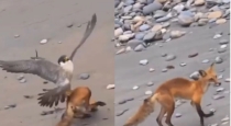 eagle-vs-fox-viral-video