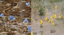 Indian Blue Frog and Yellow Frog Video Goes Viral 