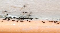 Natural Ways to Get Rid of Ants in the Kitchen 