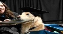 doctor award given to dog by american university