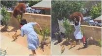 us-young-girl-saved-dogs-from-bear-viral-video