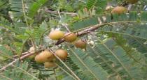 gooseberry-is-a-miracle-fruit