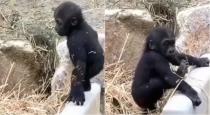 gorilla-cub-playing-video-goes-viral