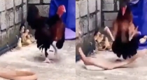 hen-vs-cobra-motherly-bravery