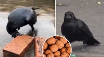 clever-crow-breaks-walnut-video-goes-viral