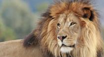 lion-hugged-and-kissed-a-girl-in-spain-video