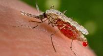 how-to-prevent-from-dengue-and-dengue-symptoms-in-tamil