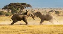 Elephants fight video viral
