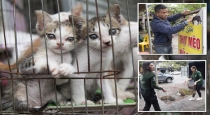 Vietnam 300 cats kill for soup