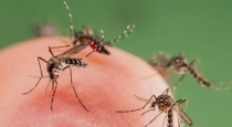 How to Avoid Mosquito Tips in Tamil 