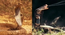 Nagadali-plant-to-repel-snakes-naturally