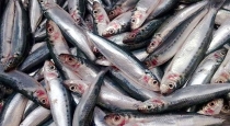 (URL Slug: health-benefits-of-sardine-fish)