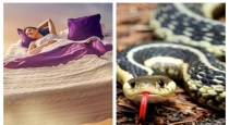 Snake-dream-meaning-tamil