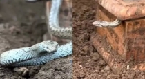 Snake-guarded-wooden-box-treasure-viral-video