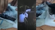 Cat-used-for-drug-smuggling-in-costa-rica-prison
