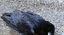 crow-omen-signs-hindu-beliefs