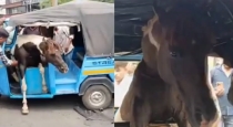 Jabalpur-horse-attack-creates-chaos