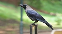 Crow-steals-gold-chain-thrissur