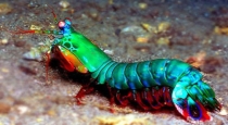 peacock-mantis-shrimp-warning