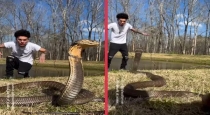 Viral Video: King Cobra Lunges at Snake Catcher – Intense Moment Caught on Camera!