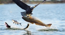 Eagle Catches Big Fish and Flies – Stunning Viral Video