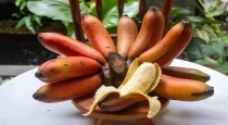   Red Banana Benefits 