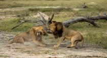 two-lions-fight-video