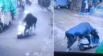cow-climbs-on-bike-rishikesh-viral-video