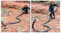 boy-playing-with-king-cobra-tail-viral-video